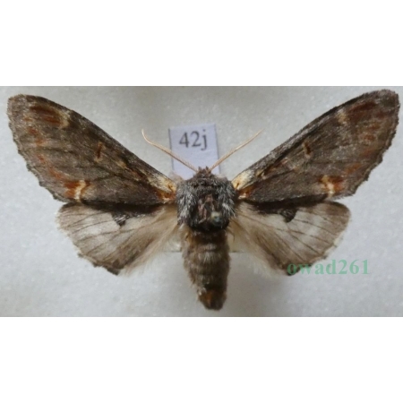 Notodonta dromedarius (Linnaeus, 1767) male Garbatka dromaderka Czech42j